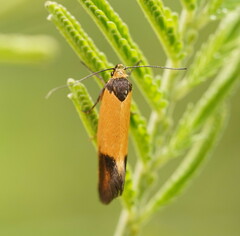 Merocroca automima