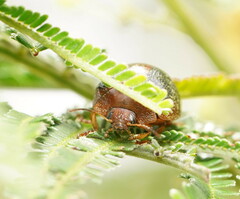 Dicranosterna immaculata