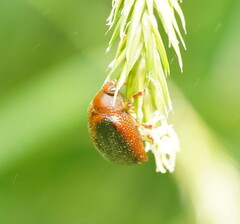 Dicranosterna immaculata