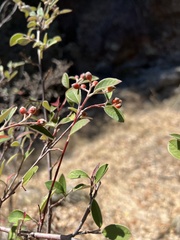 Cotoneaster pannosus