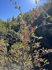 Cotoneaster pannosus