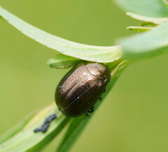 Chrysolina hyperici