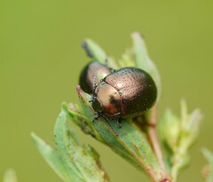 Chrysolina hyperici