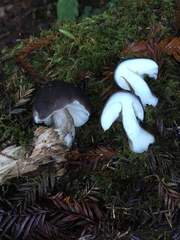 Agaricomycotina