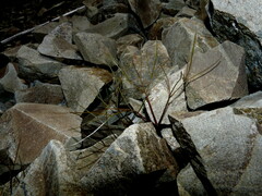 Anisotome filifolia