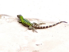 Ctenosaura hemilopha