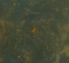 Thermonectus marmoratus