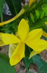 Barleria oenotheroides