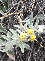 Buddleja cordobensis
