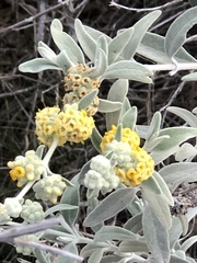 Buddleja cordobensis