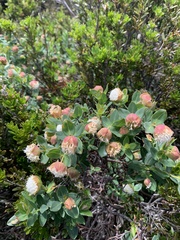 Pimelea ligustrina ciliata