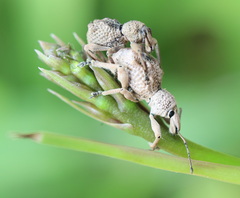 Leptopius tetraphysodes