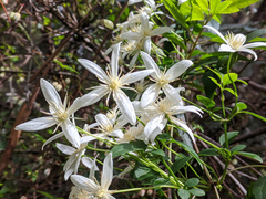 Clematis aristata