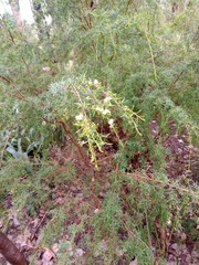 Kunzea leptospermoides