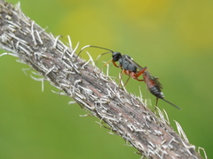 Cryptinae