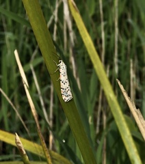 Utetheisa pulchelloides
