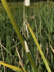 Utetheisa pulchelloides