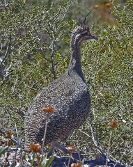 Eudromia elegans