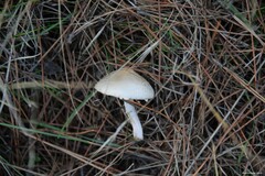 Lepiota clypeolaria