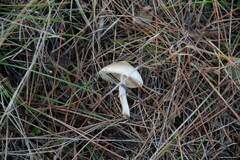 Lepiota clypeolaria