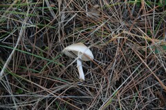 Lepiota clypeolaria