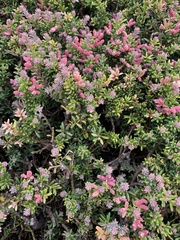 Podocarpus lawrencei