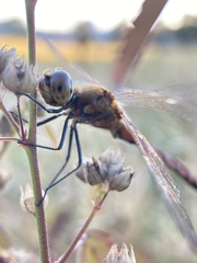 Sympetrum frequens