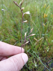 Hesperantha pilosa