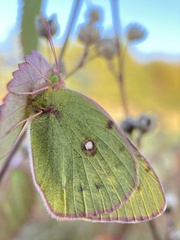 Colias poliographus