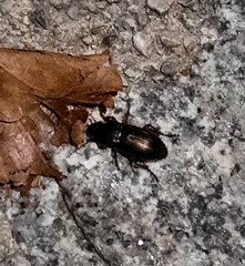 Harpalus distinguendus