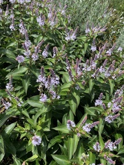 Veronica derwentiana