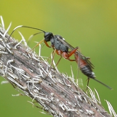 Cryptinae