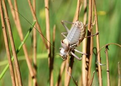 Ephippiger terrestris