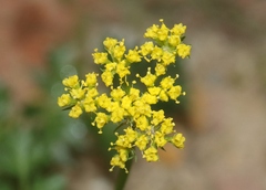 Harbouria trachypleura