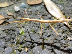 Sipyloidea larryi