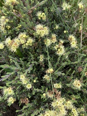 Kunzea muelleri