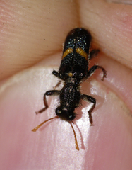 Eleale pulchra