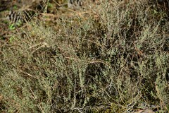 Santolina rosmarinifolia