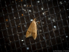 Pholeutis
