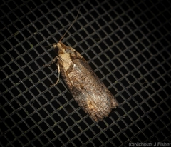 Cryptoptila australana