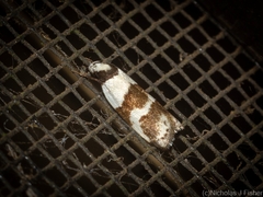 Eulechria triferella