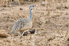 Eupodotis senegalensis