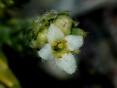 Kelleria villosa villosa