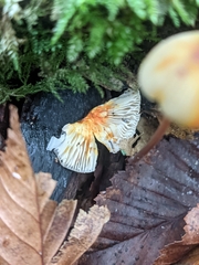 Mycena