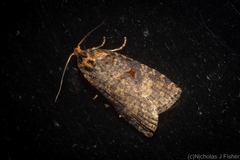 Cryptoptila australana