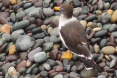 Larus belcheri