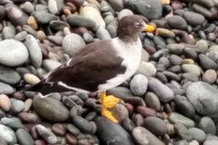 Larus belcheri