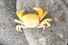 Pinnotherelia laevigata