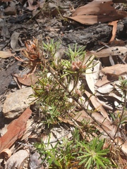 Pultenaea petiolaris