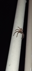 Polybetes rapidus